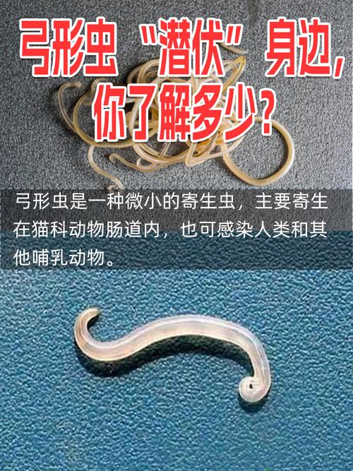 那些被吹得神乎其神的弓形虫谣言,咱就别信了