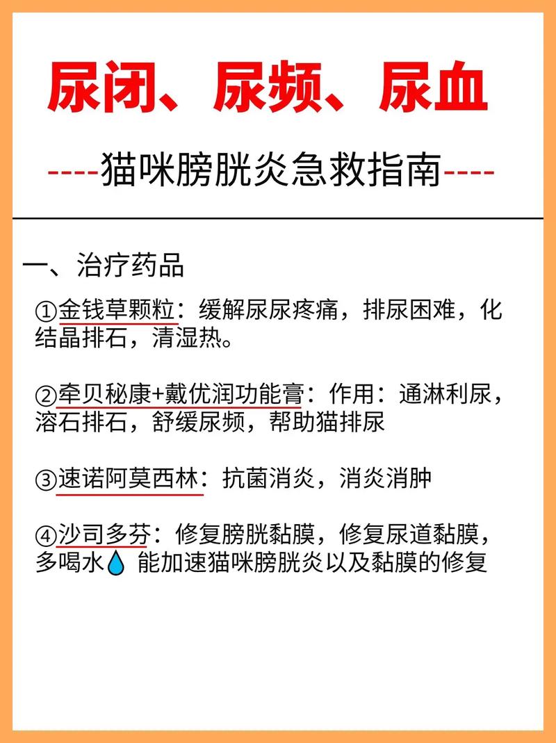 日常养宠怎么防膀胱炎复发