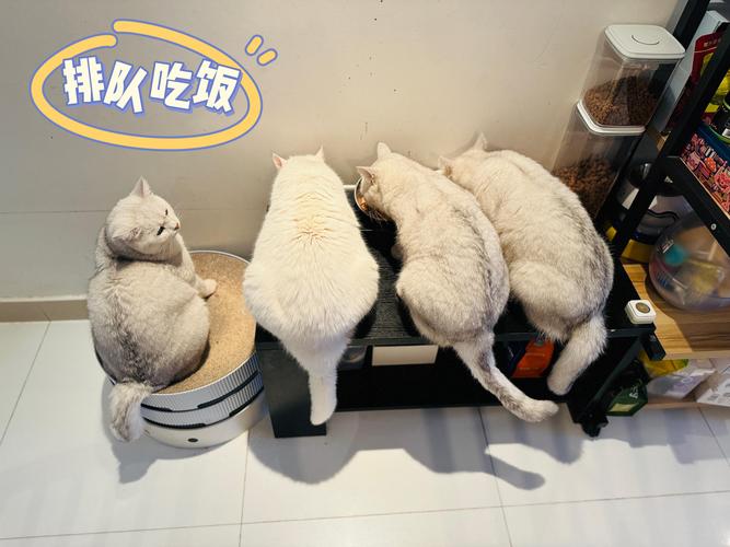 多猫家庭多饭盆放置进食实拍