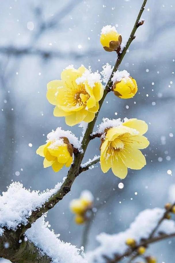 冬季街头挂雪腊梅原生手机壁纸