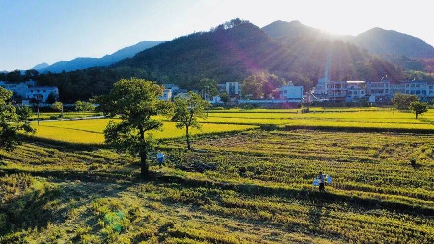湖北南漳麻城河村秋收坡地稻田