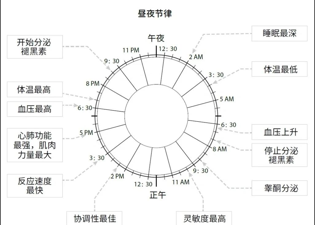 轮休睡眠分段安排示意图