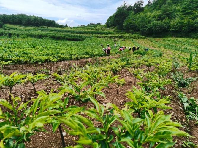 南漳薛坪山区露天魔芋种植地