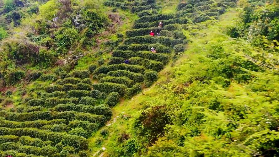 湖北南漳尖峰岭寨脚下早春茶园