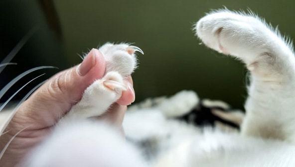 猫咪放松状态下自然露出指甲的特写