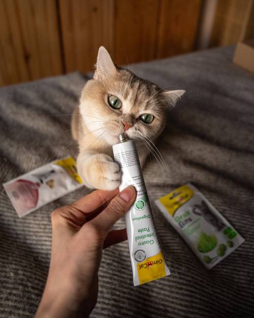 猫咪主动凑到宠物牙膏旁边闻嗅的实拍