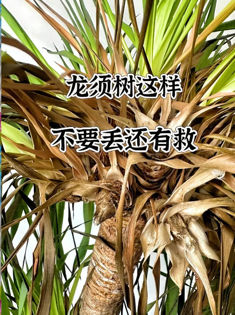 黄叶烂根不用扔,大部分都能救回来