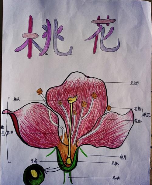 初中生物实验解剖桃花雄蕊实物图