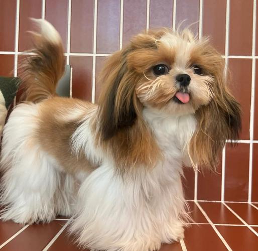 公园散步的浅棕色西施犬日常照