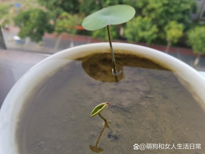 碗莲初生卷曲嫩芽特写水面倒影