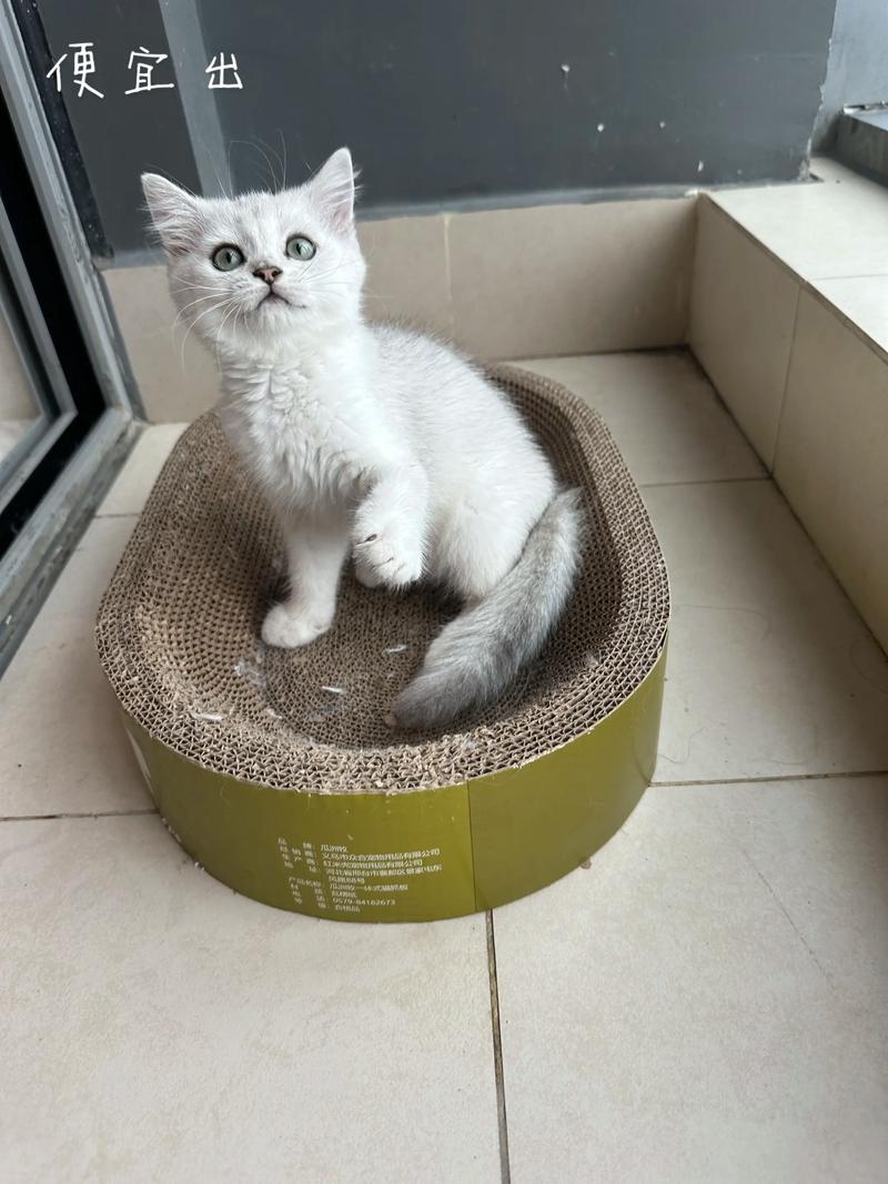 银渐层猫蹲在干净陶瓷猫砂盆旁的实拍图