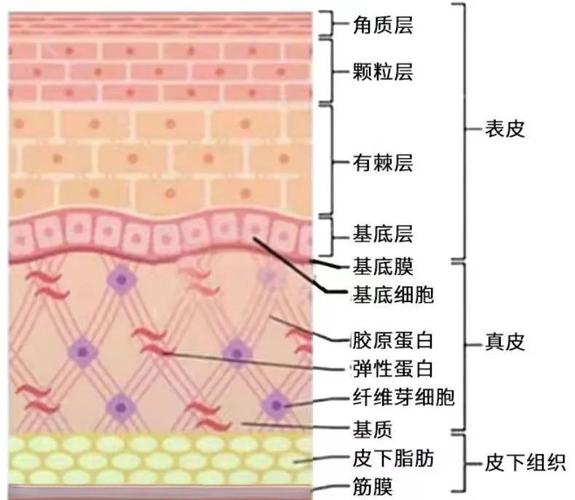 皮肤角质层砖墙保湿结构示意图