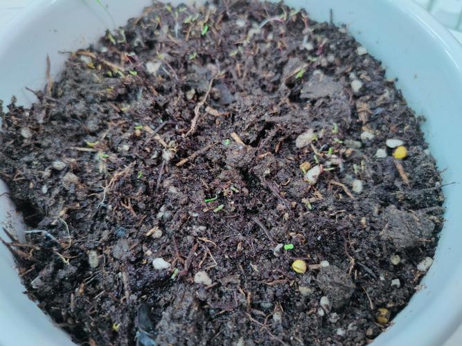 小朋友蹲阳台花盆观察未发芽向日葵种子