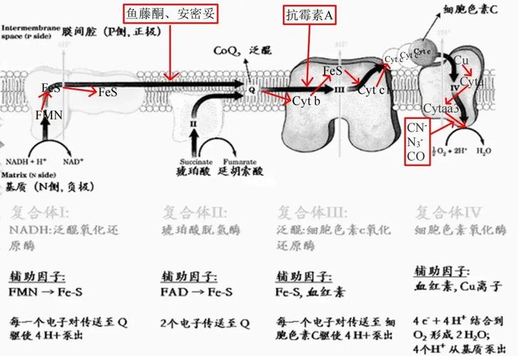 Zipkin span结构及trace传播链示意图