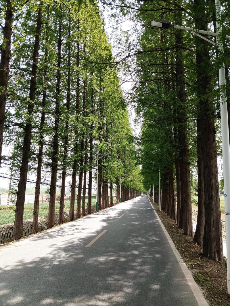 南漳清河管理区303省道旁稻田水杉骑行道