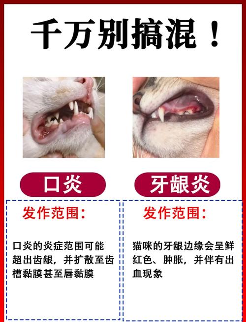 健康猫牙龈vs早期猫口炎牙龈对比图