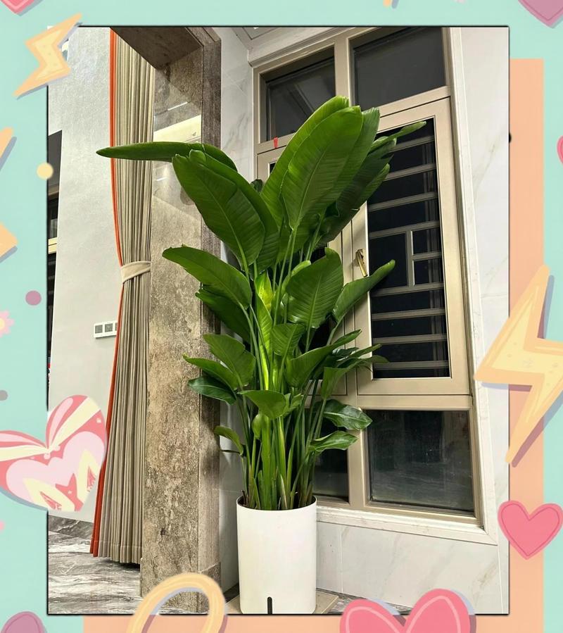 阳台大型绿植天堂鸟叶片擦拭灰尘养护场景