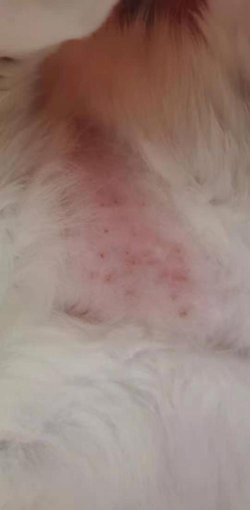 英短猫腹部因高湿度引发的轻度红疹实拍