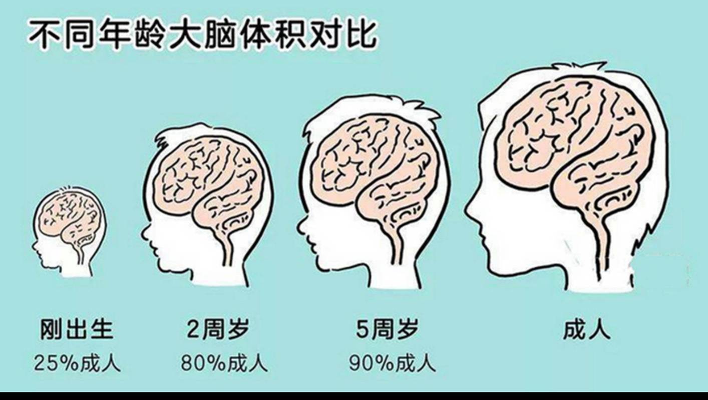儿童工作记忆容量与成人对比示意图