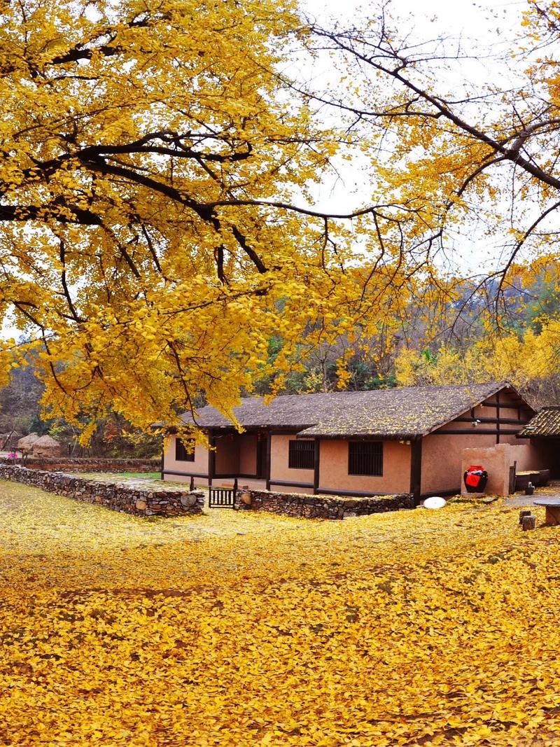 湖北南漳祝家湾村百年古银杏秋景
