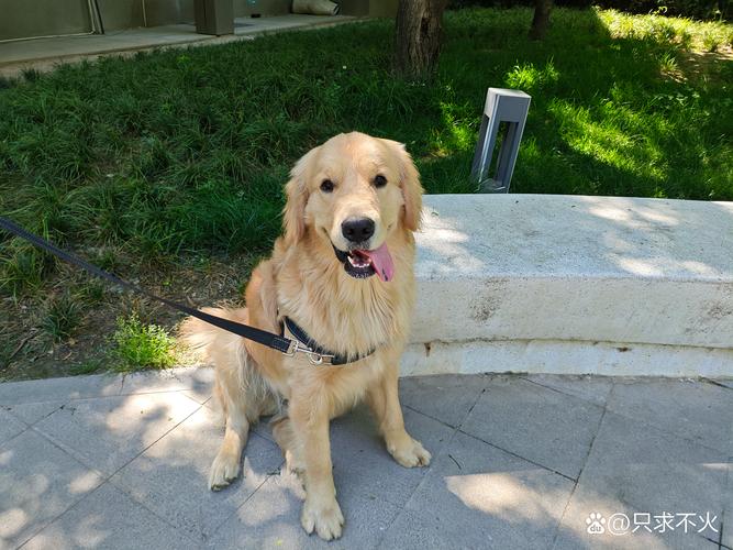 遛弯中途蹲坐树荫休息的老年金毛犬