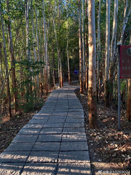 浙西南马尾松林区林间巡护步道实拍