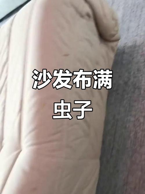 居家沙发缝隙藏跳蚤虫卵实拍图