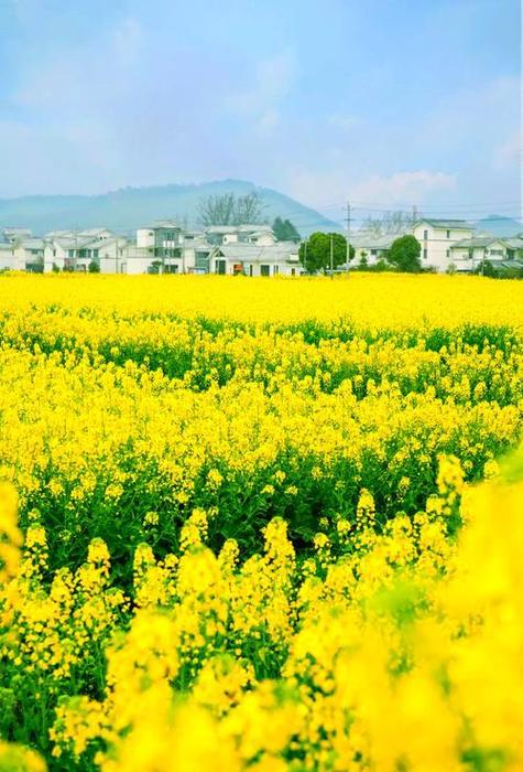 崇州重庆路油菜花田丘陵