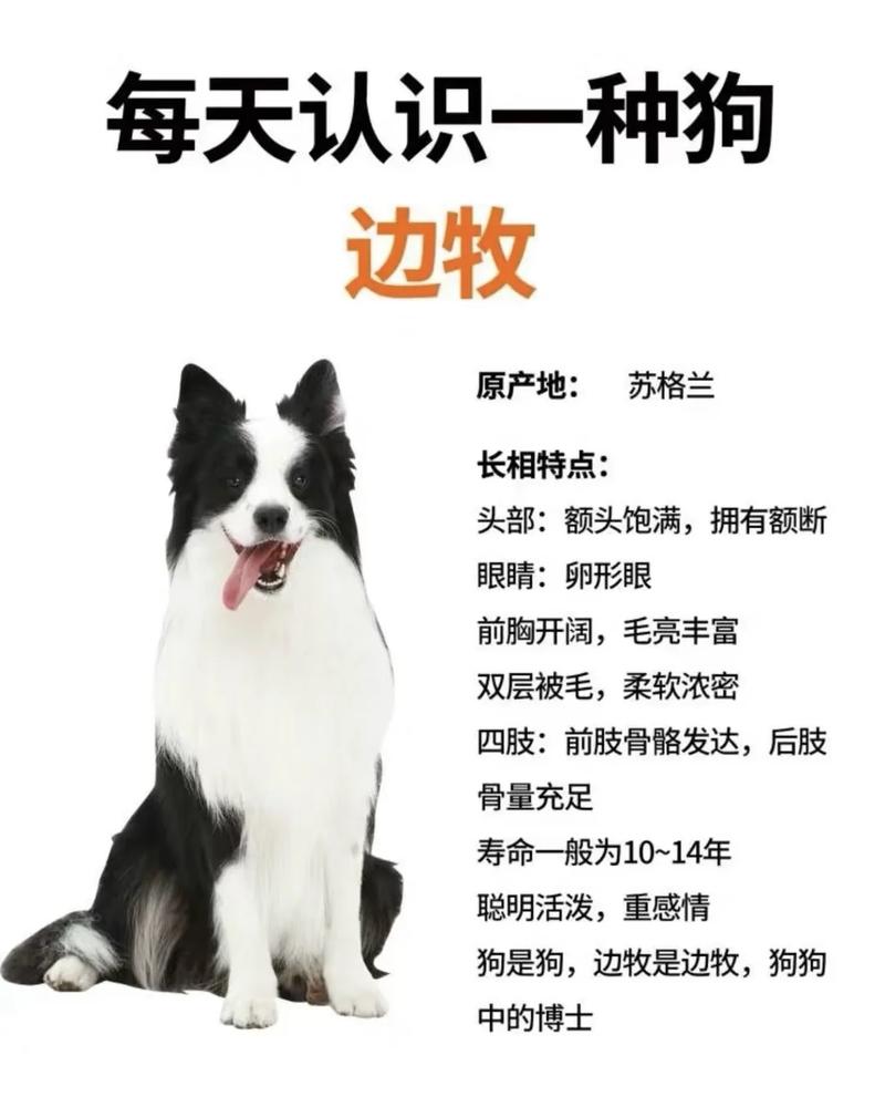 养边牧,你得摸准它的脾气来