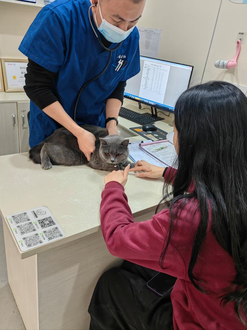 宠物医院分诊台主人抱着猫准备喂益生菌的真实场景