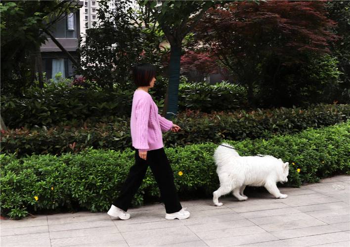 城市居民小区遛狗牵绳场景示意图