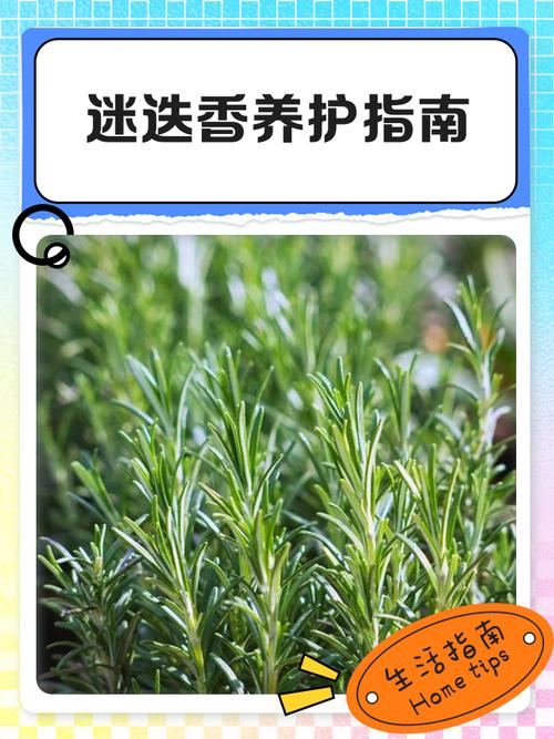 别把迷迭香当娇花养