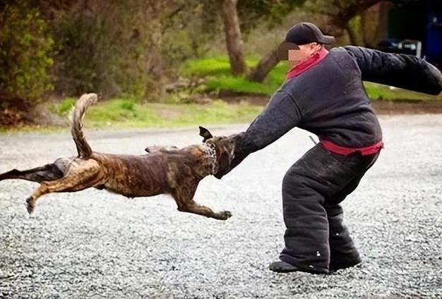 大型犬突然爆冲拉扯主人场景