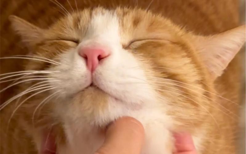 猫被摸下巴时下意识躲闪的日常瞬间