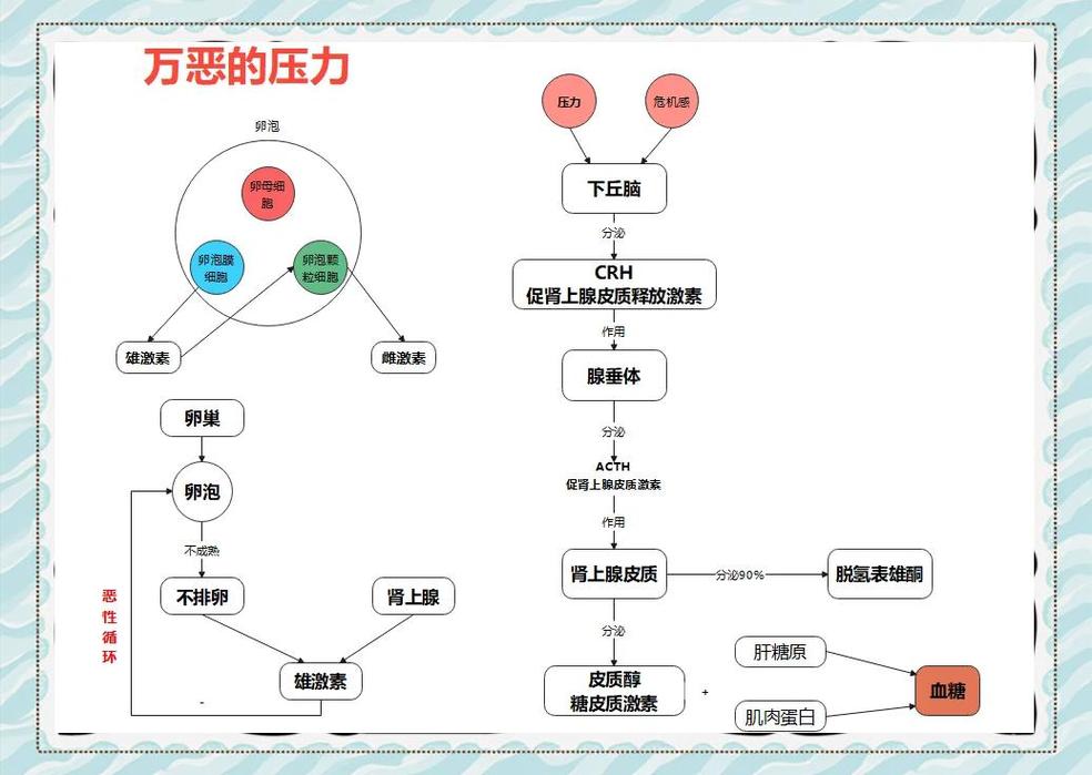 压力导致躯体化症状的生理机制示意图