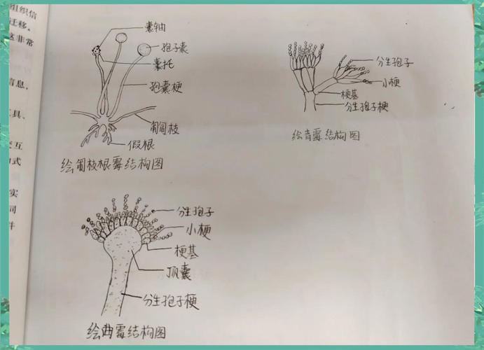 野餐垫纤维缝隙滋生霉菌显微镜图