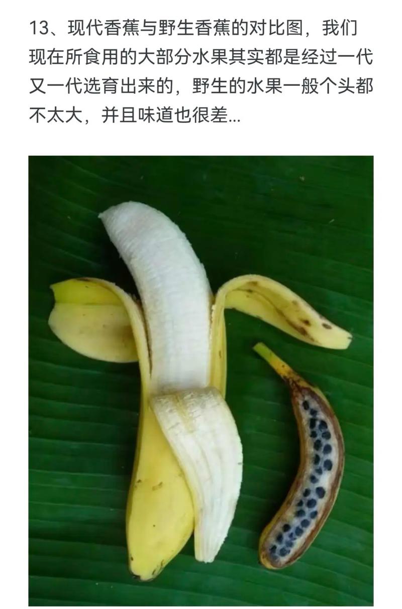 野生香蕉与现代香蕉切面对比