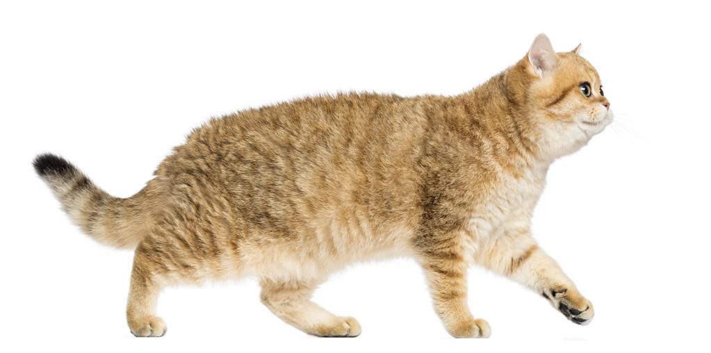 猫行走时单侧后腿悬空间歇步态实拍