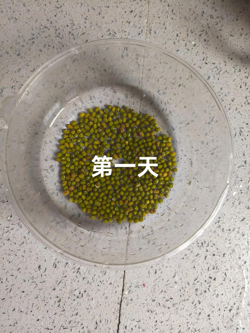 小学生做绿豆发芽观察实验
