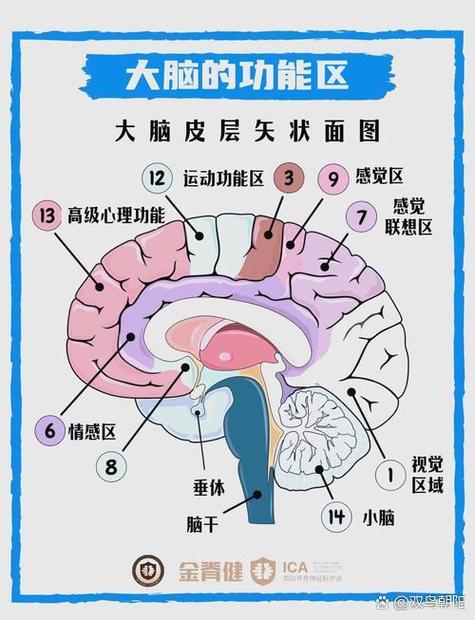 压力书写疗法大脑前额叶与杏仁核功能磁共振对比图像