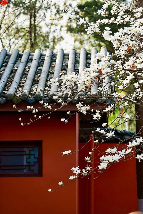 武侯祠红墙樱花光影