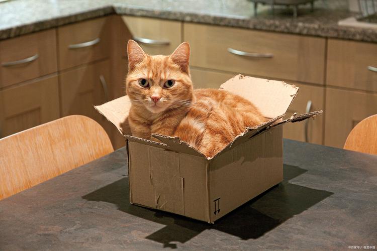 胖橘猫蹲在拆开的快递纸盒里玩耍