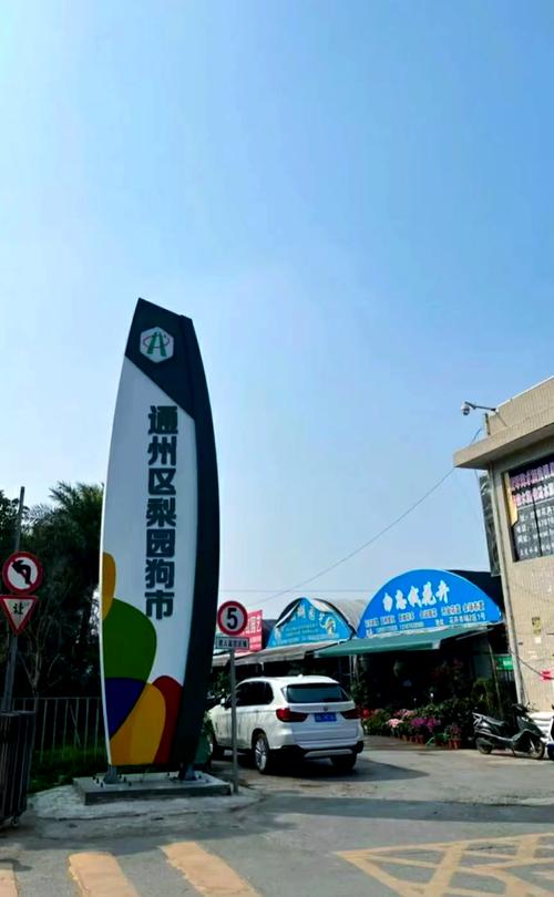 社区宠物店门口大榕树实拍宣传图