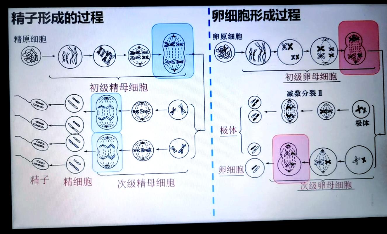 体细胞生殖细胞基因编辑区别示意图