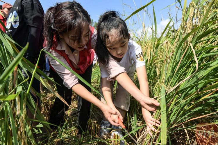 小学生在水稻田里学习收割稻子