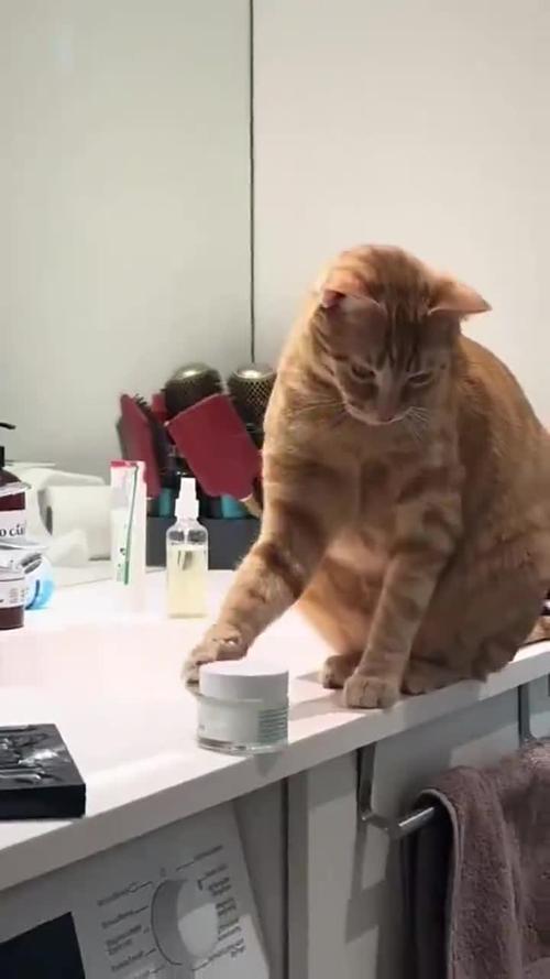 猫咪把桌上的钢笔推下去的连拍画面