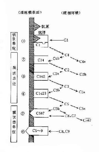 稀疏雪花大模型专家模块激活路径示意图