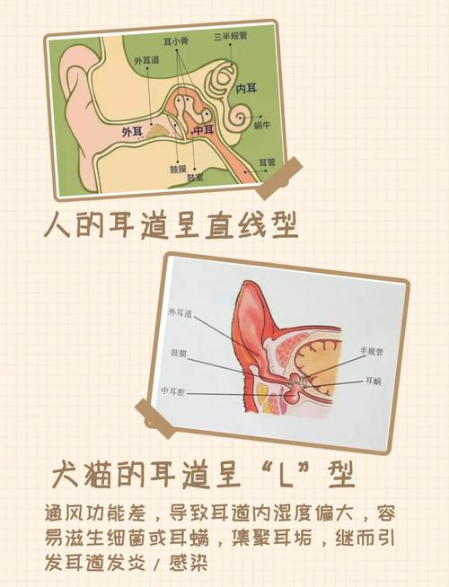 狗狗L型耳道结构与人类耳道对比示意图