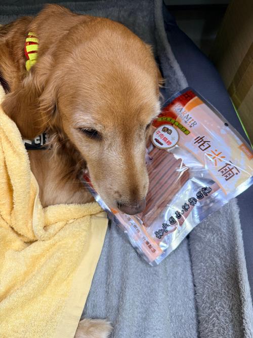 宠物狗在敞开的航空箱里吃零食