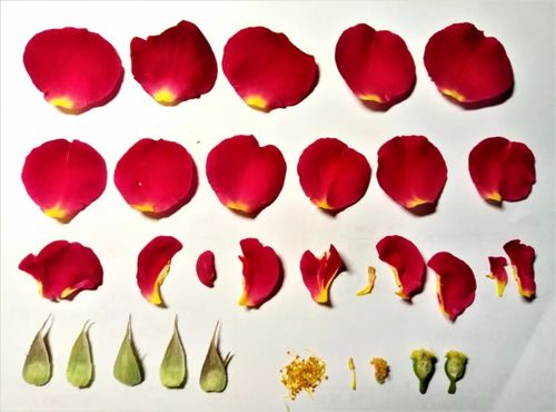 花苞:未完成的承诺,还是最完美的状态?-因为所以